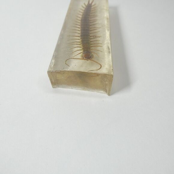 Centipede in Clear Resin Real Bug Display Insect Specimen 5.5" - Picture 6 of 9